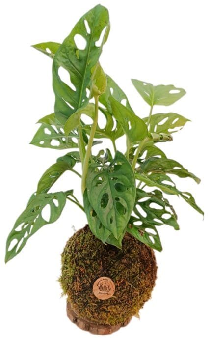 Kokedama Monstera