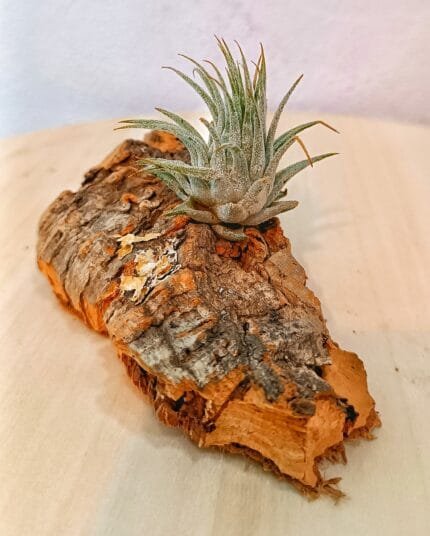 Tillandsia Ionantha