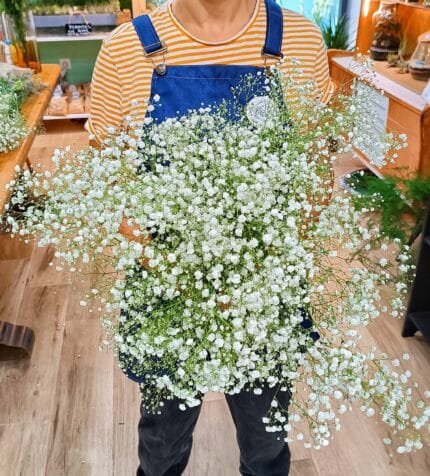 Ramo de Paniculata Fresca