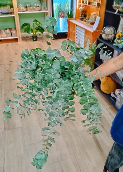 Ramo de Eucalipto Fresco