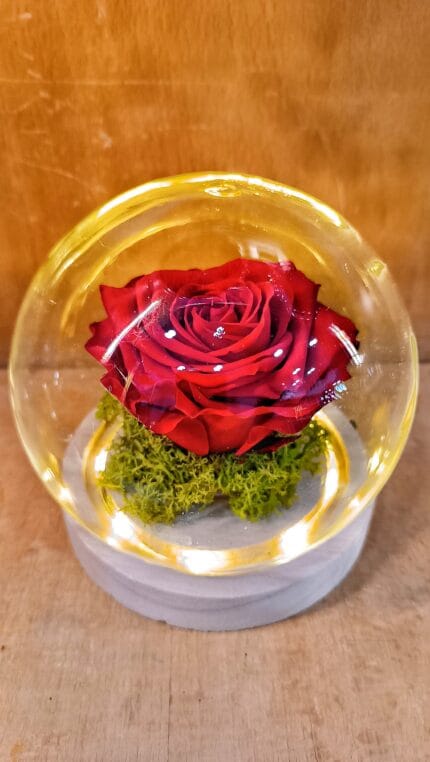 Rosa en Cúpula de Cristal Iluminada