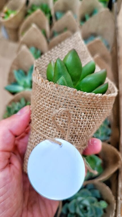 Macetitas Suculentas