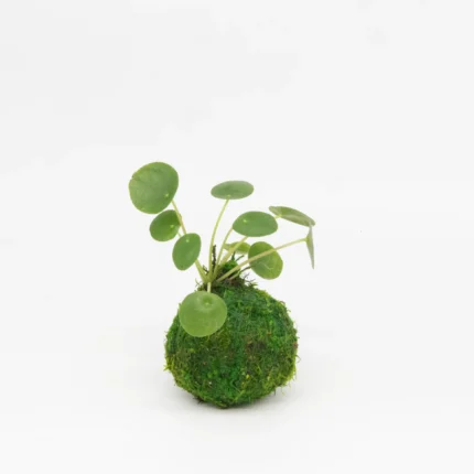 Mini Kokedama