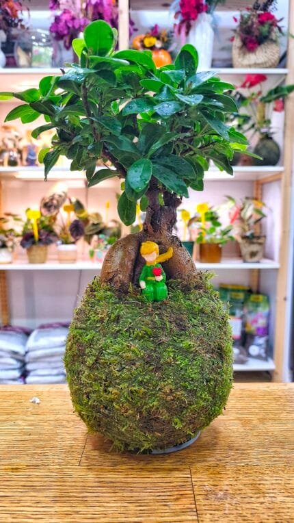 Kokedama Ficus Ginseng con Principito